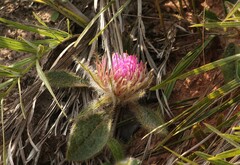 Gomphrena arborescens