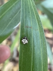 Araneae
