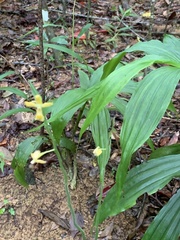 Cephalantheropsis obcordata