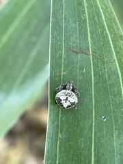 Araneae
