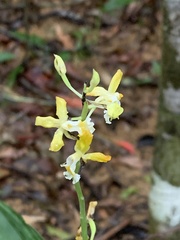 Cephalantheropsis obcordata