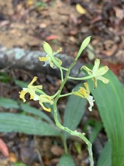Cephalantheropsis obcordata