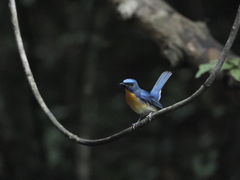 Cyornis glaucicomans