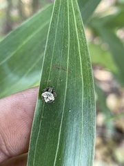 Araneae