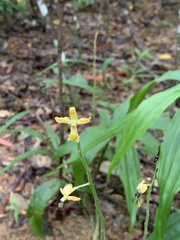 Cephalantheropsis obcordata