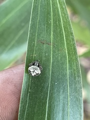 Araneae