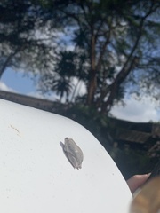 Hyperolius kivuensis