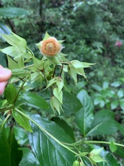 Trichodesma calycosum