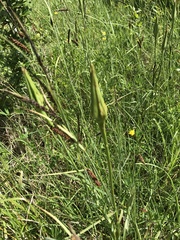 Tragopogon pratensis