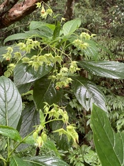 Trichodesma calycosum
