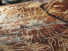 Scolytus