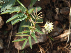 Desmanthus acuminatus