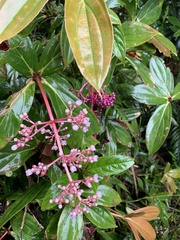 Medinilla formosana