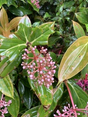 Medinilla formosana