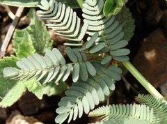 Desmanthus acuminatus