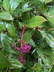 Medinilla formosana