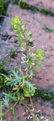 Lepidium bipinnatifidum