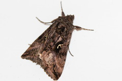 Autographa gamma