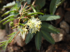 Desmanthus acuminatus