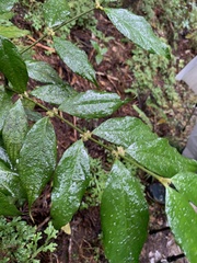 Lasianthus formosensis