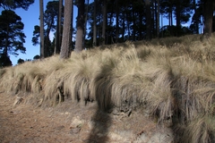 Festuca tolucensis