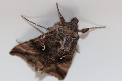 Autographa gamma