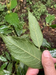 Lasianthus formosensis