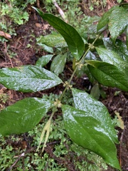 Lasianthus formosensis