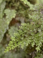 Hymenophyllum fujisanense