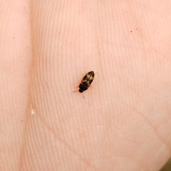 Litargus connexus