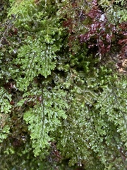 Hymenophyllum fujisanense