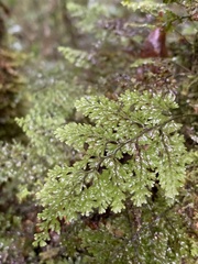 Hymenophyllum fujisanense