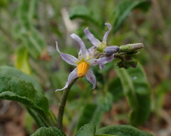 Solanum bahamense