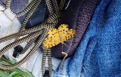 Pseudopanthera macularia