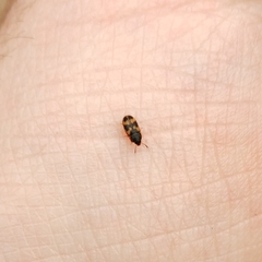 Litargus connexus