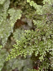 Hymenophyllum fujisanense