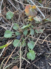 Geum