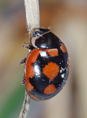 Coccinula sinuatomarginata