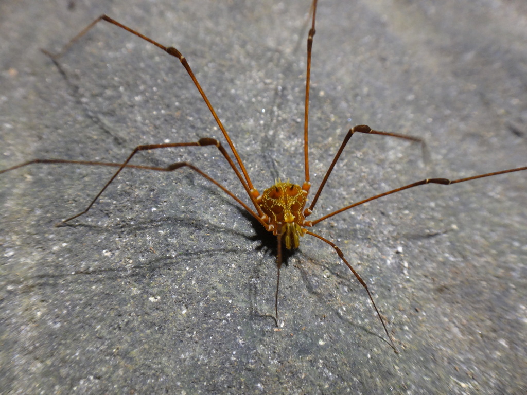 daddy longlegs