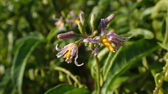 Solanum bahamense
