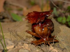 Andricus dentimitratus