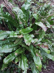 Asplenium scolopendrium scolopendrium