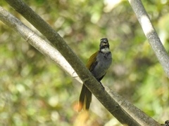 Saltator atriceps