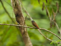 Muscicapa ferruginea