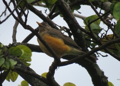 Turdus pelios
