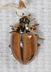 Aphidecta obliterata