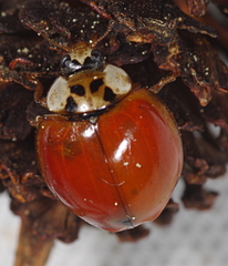 Adalia decempunctata