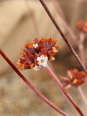 Chorizanthe