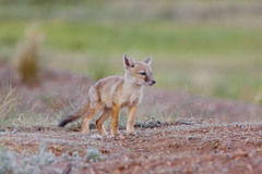 Vulpes corsac