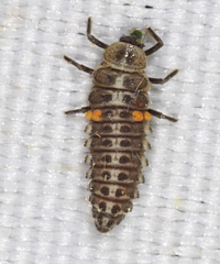 Aphidecta obliterata